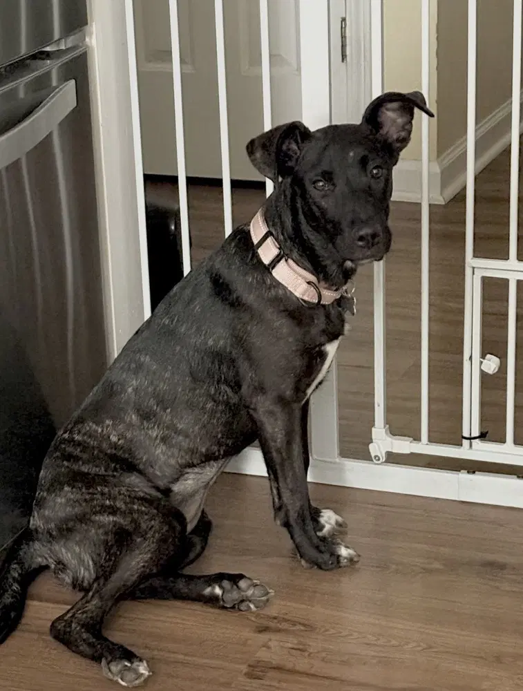 Delilah - Labrador Retriever