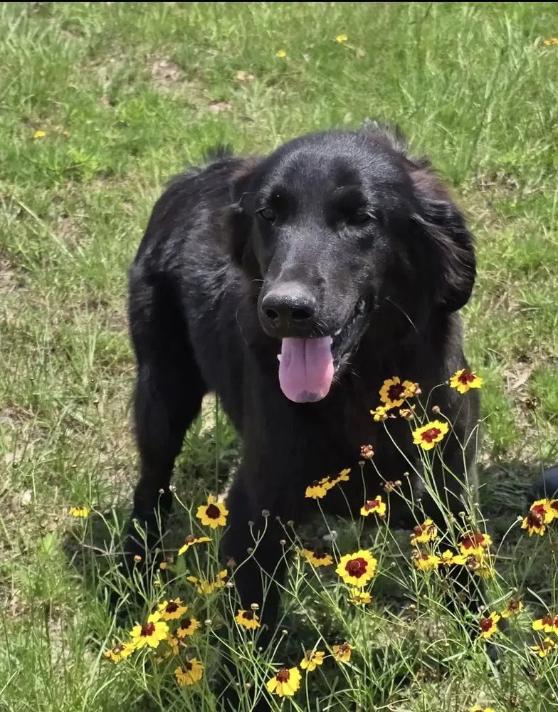 Stanley - Retriever