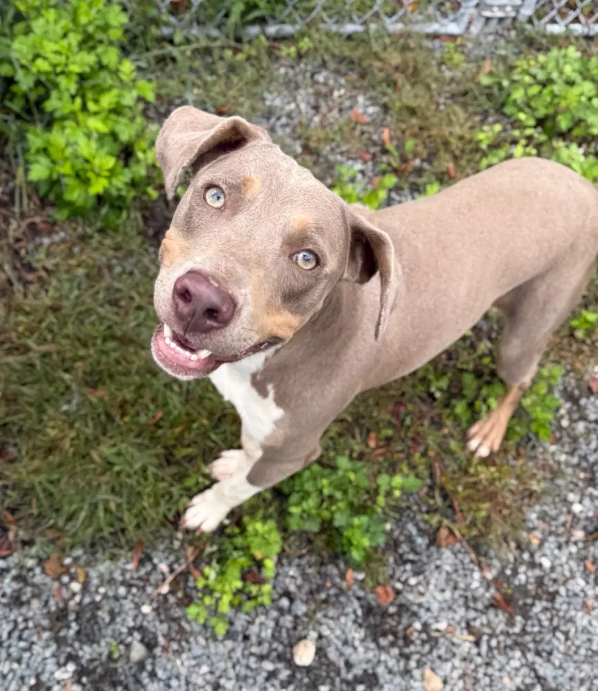 Tito - Weimaraner
