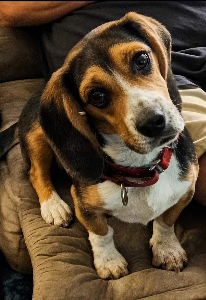 Elvis - Basset Hound
