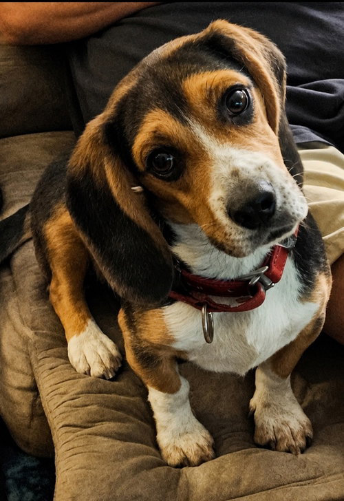 Elvis, a dog for adoption from Last Hope K9 Rescue
