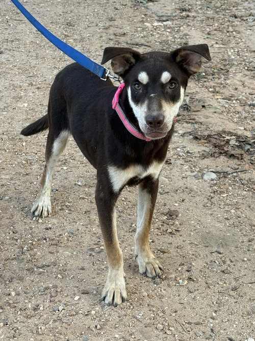 Cash Outlaw, a dog for adoption from Last Hope K9 Rescue