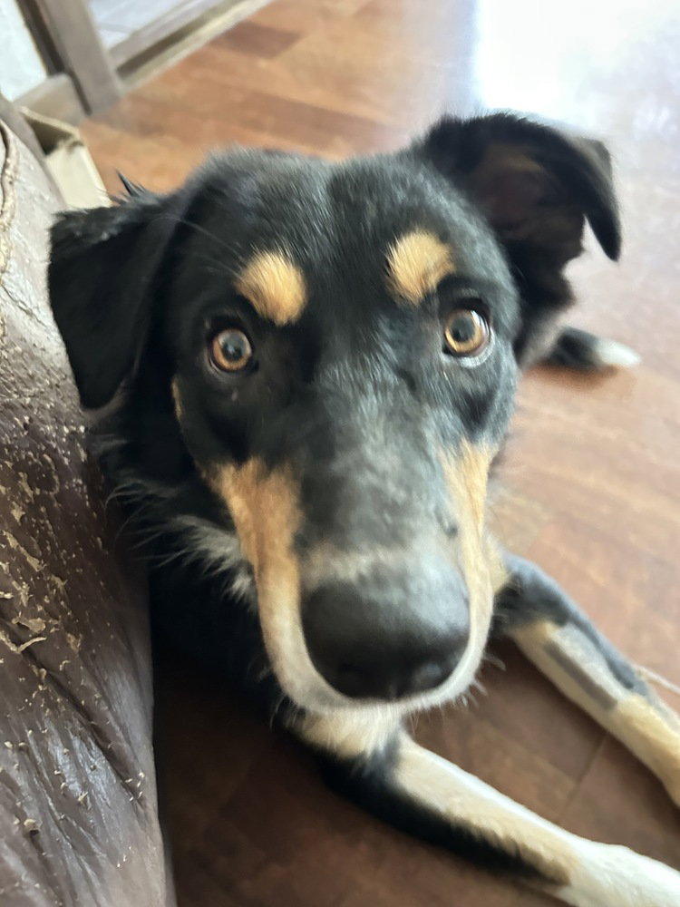 Bentley, Border Collie