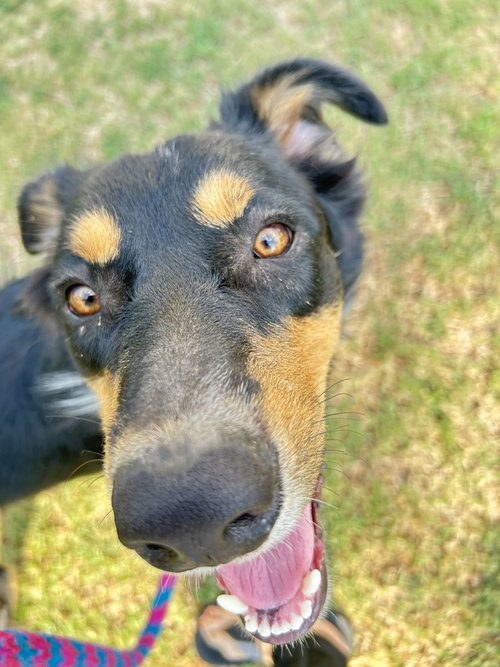 Photo 4 of Bentley