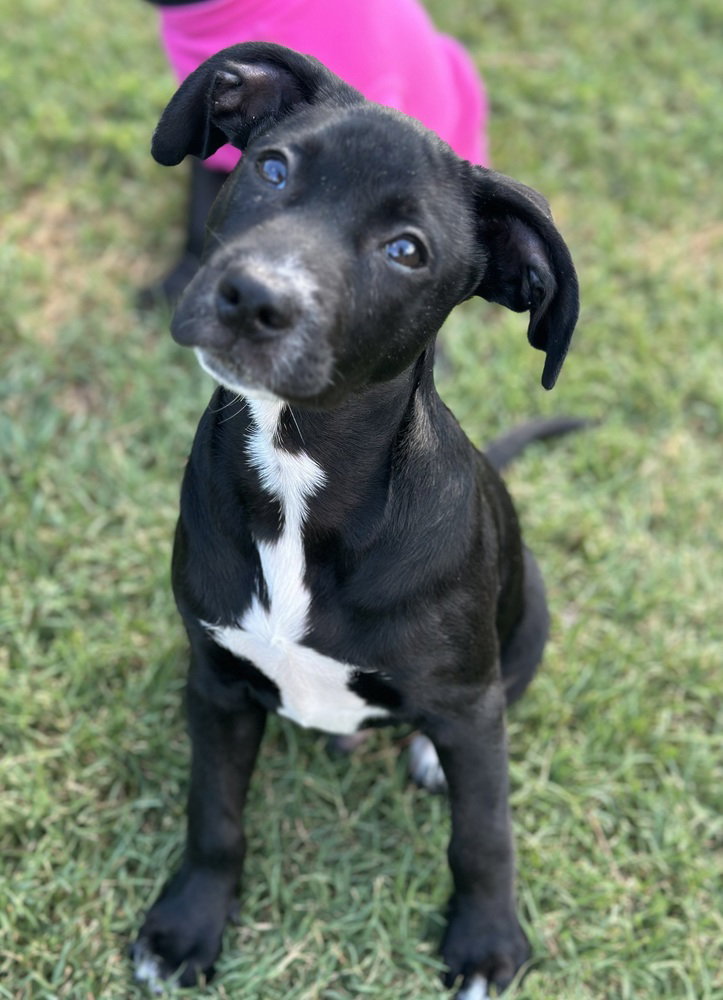 Walker W, Mixed Breed
