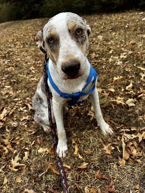 Thatch Ellis, a dog for adoption from Last Hope K9 Rescue