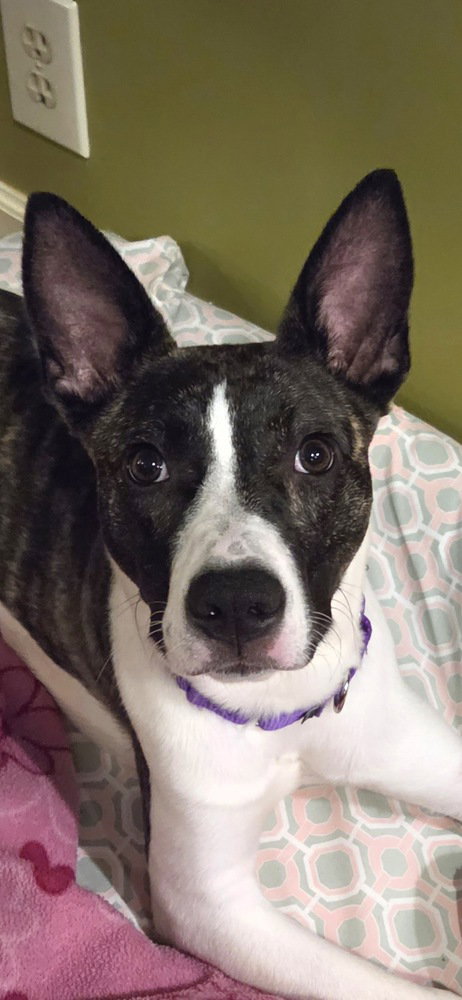 Baylea, a dog for adoption from Last Hope K9 Rescue