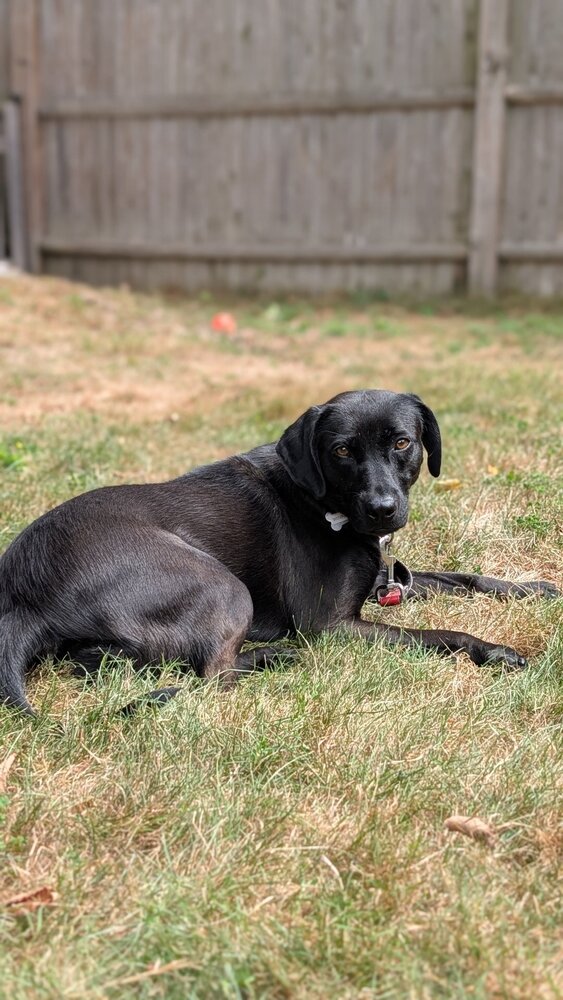 Winkle Jackson, Labrador Retriever