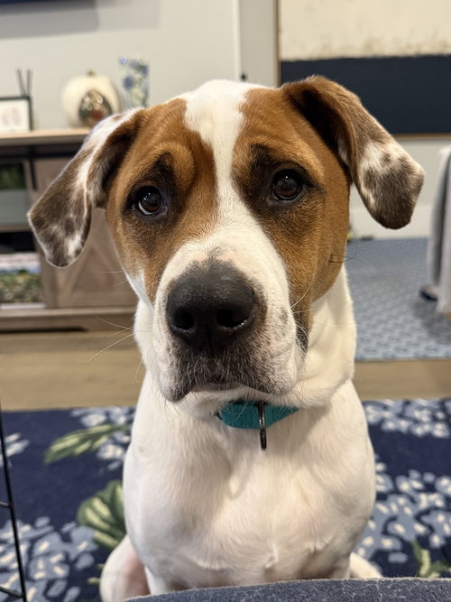 Odie Bruiser, a dog for adoption from Last Hope K9 Rescue