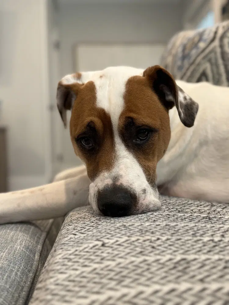 Odie Bruiser image 2