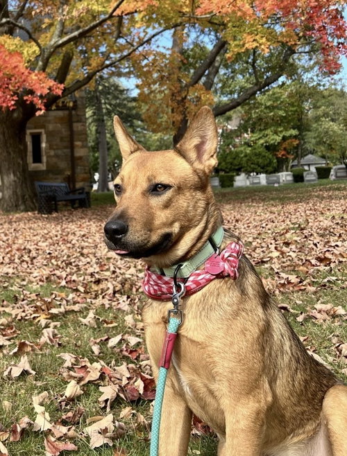 Bowser Ellis, Unknown breed / mixed