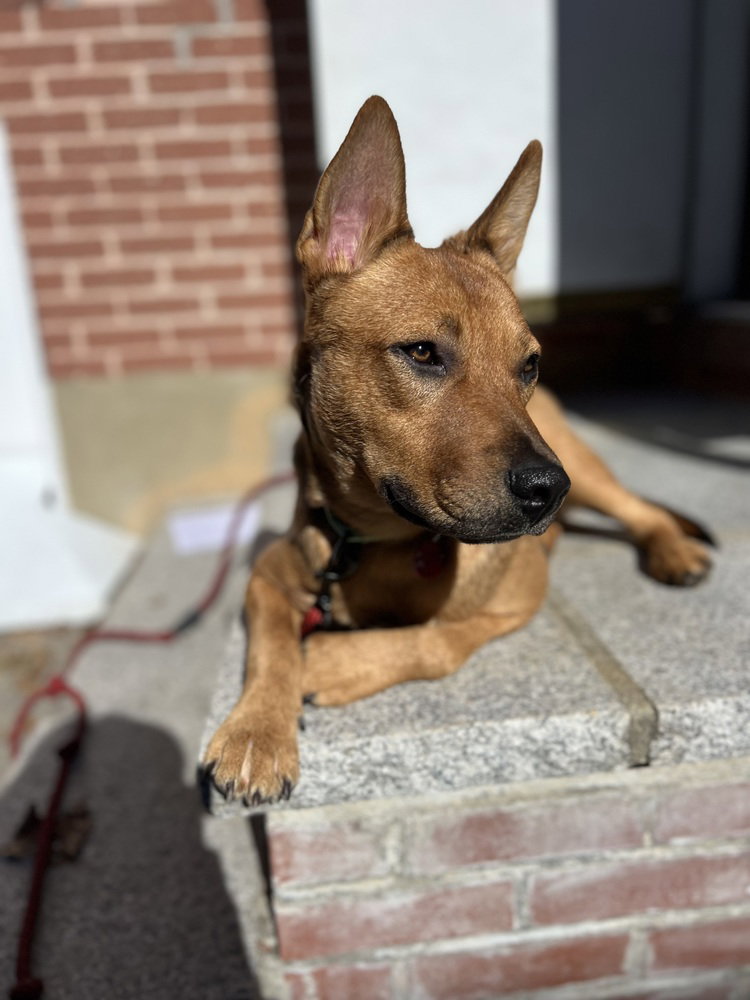 Bowser Ellis, photo 2
