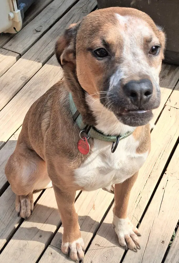 Misha - Terrier