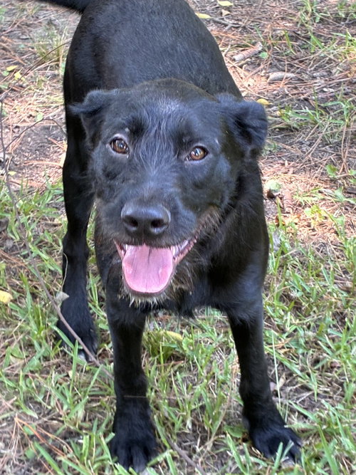 Millie, a dog for adoption from Last Hope K9 Rescue