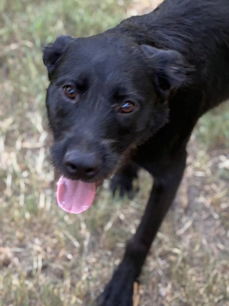 Millie, photo 2
