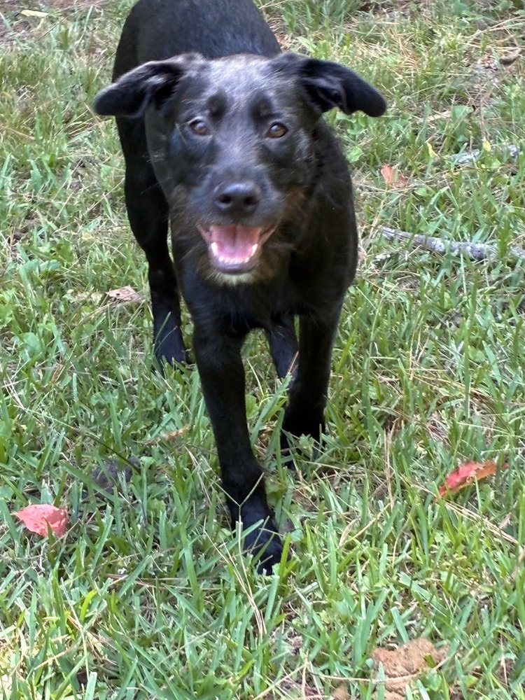 Millie, photo 4