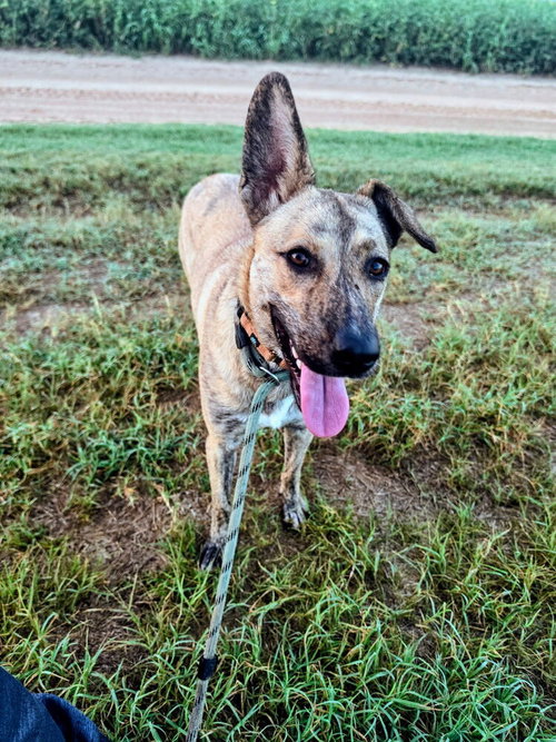 Sophie Girl, a dog for adoption from Last Hope K9 Rescue
