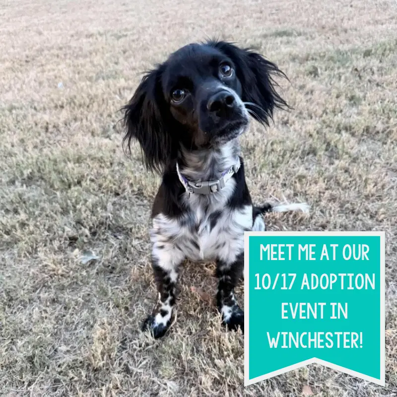 Pebbles Casa - Spaniel