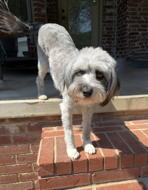 Marlene Bear, Unknown breed / mixed