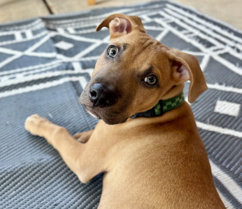 Chip Potato, Unknown breed / mixed