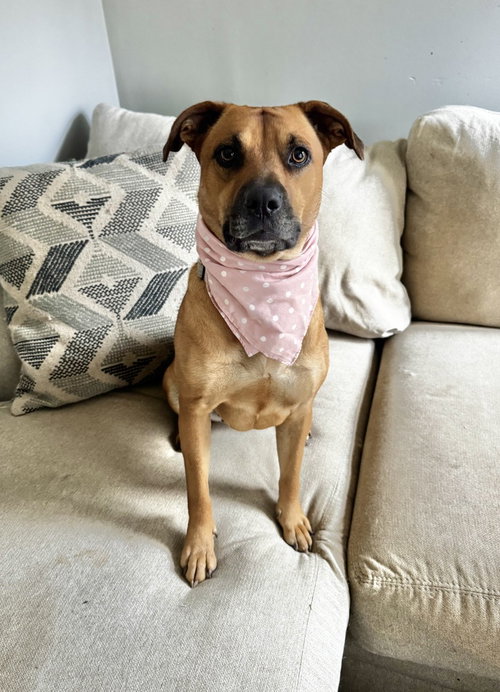 Nina, Unknown breed / mixed