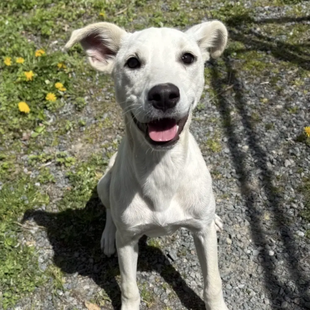 Annette - Labrador Retriever