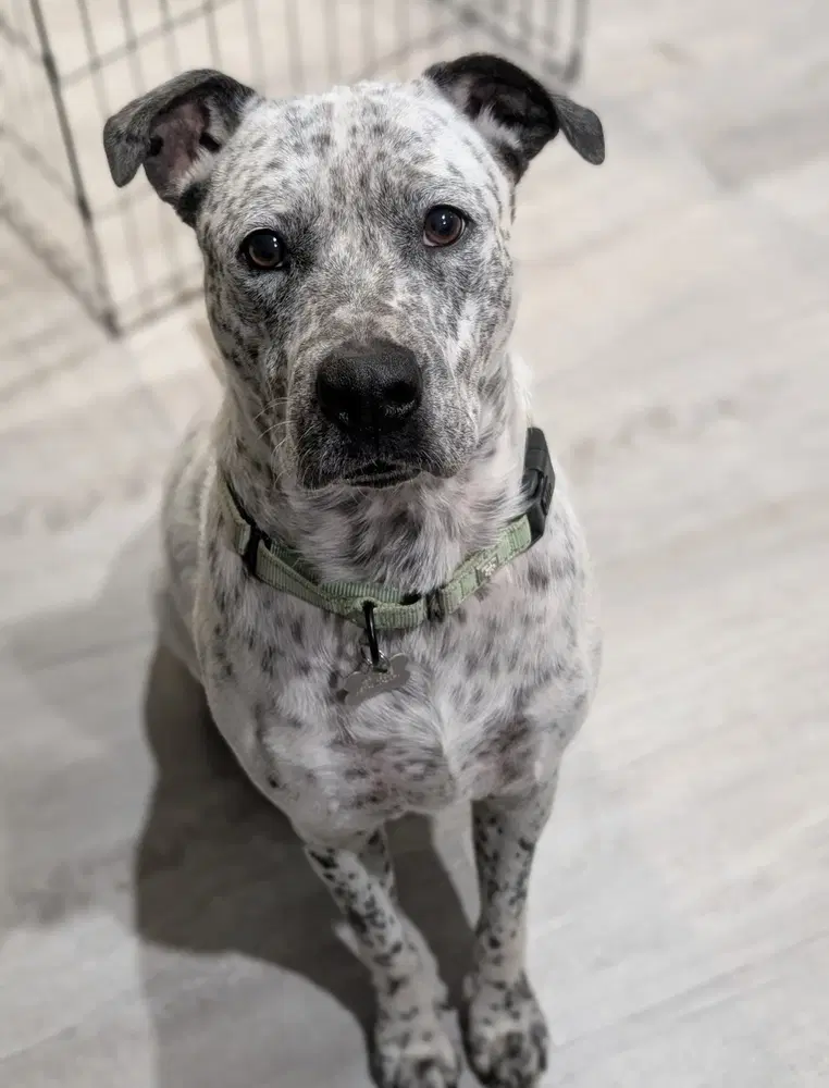 Spot - Terrier