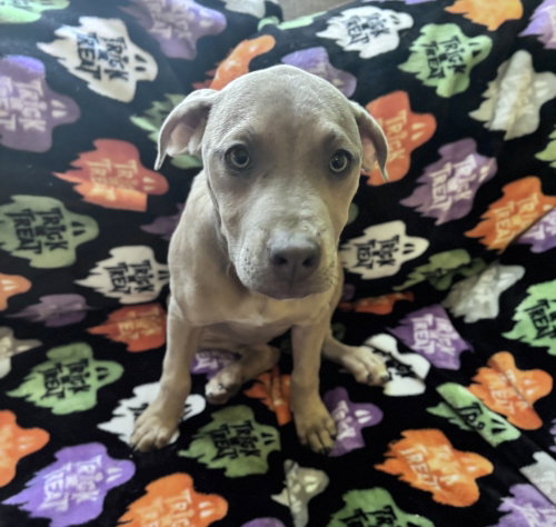Waffle Fry Potato, Black Mouth Cur / Mixed