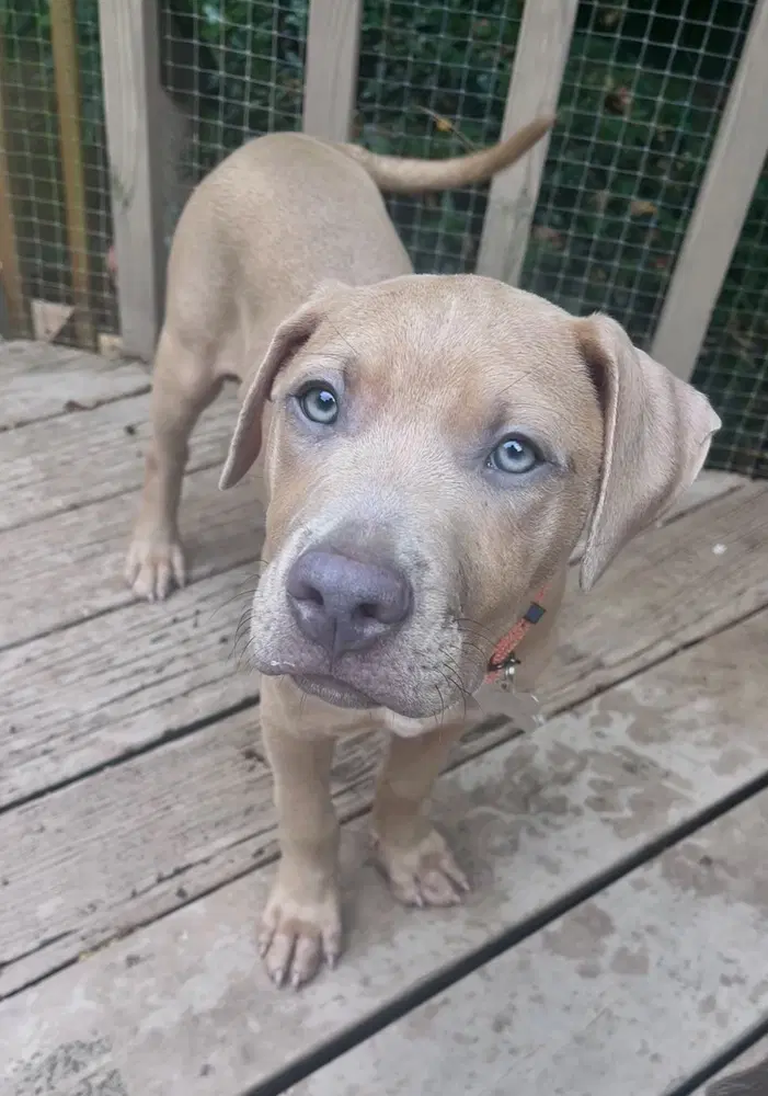 Spud Potato - Black Mouth Cur