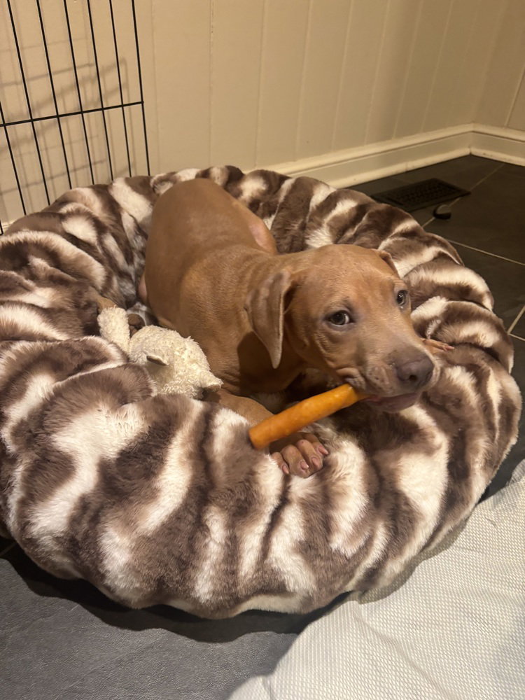 Spud Potato, photo 4