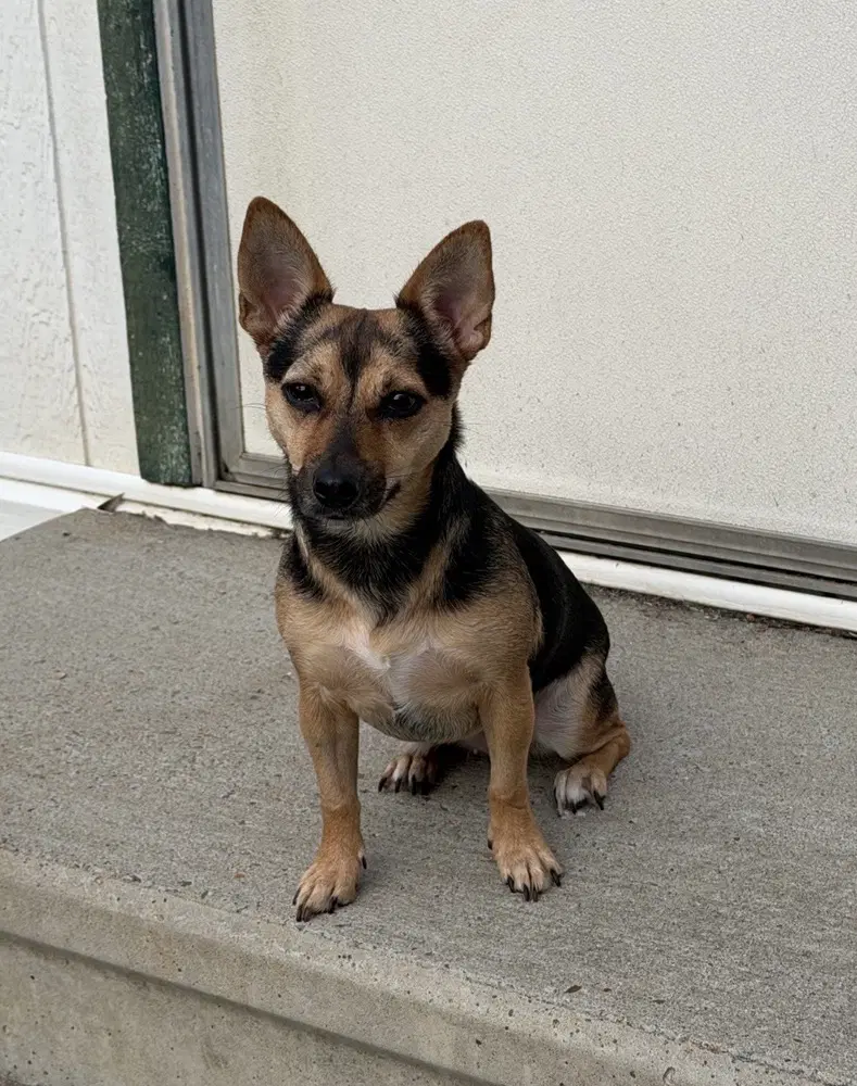 Chacha - Terrier