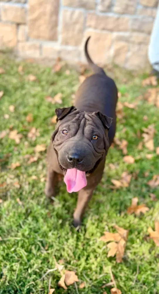 Dumpling Rolls - Shar Pei
