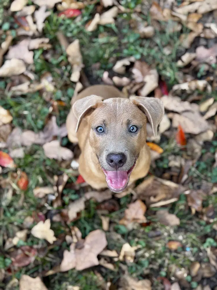 Tater Tot Potato - Black Mouth Cur