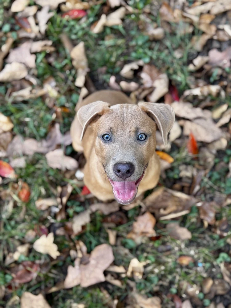 Tater Tot Potato