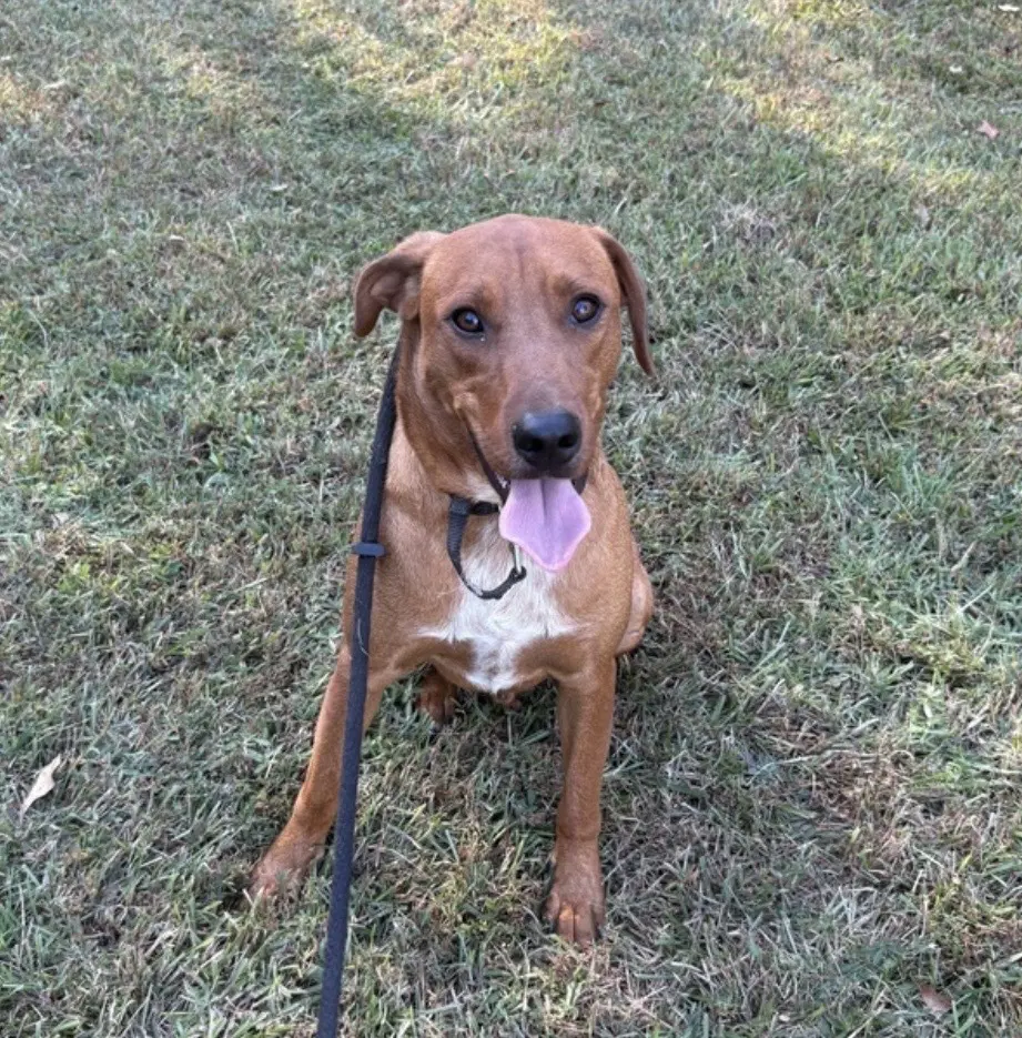 Scooter - Terrier