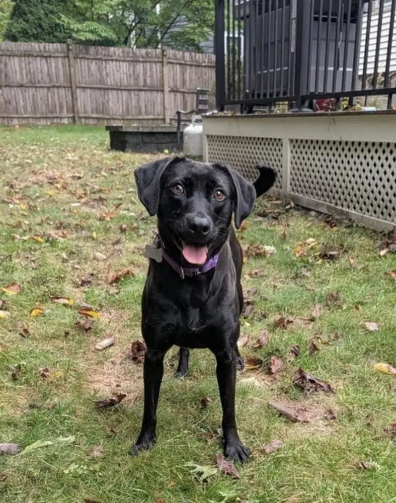 Winkle Jackson - Labrador Retriever