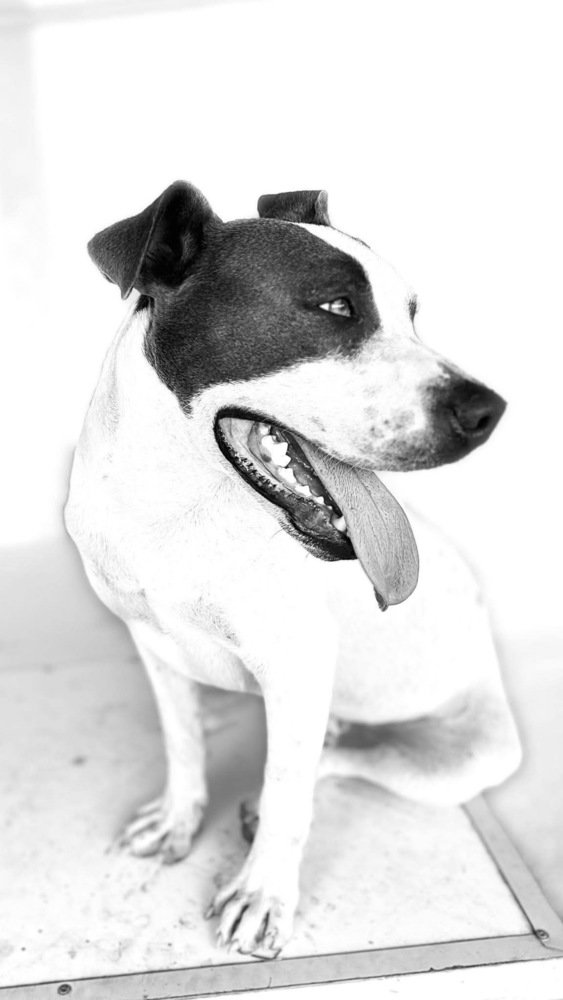 Barney, photo 2