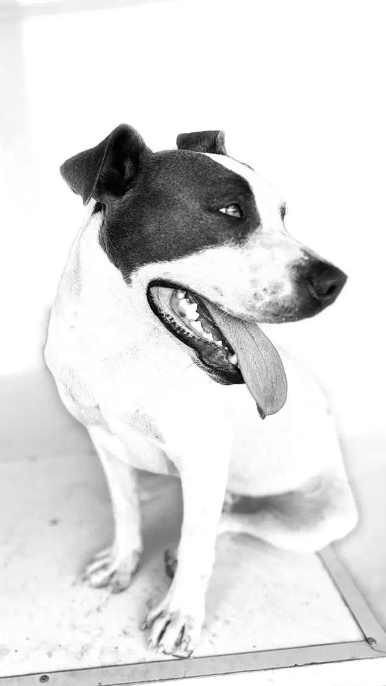 Barney image 2