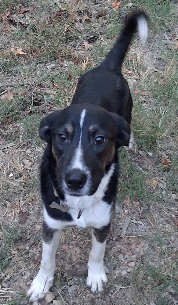 Birmingham - Border Collie