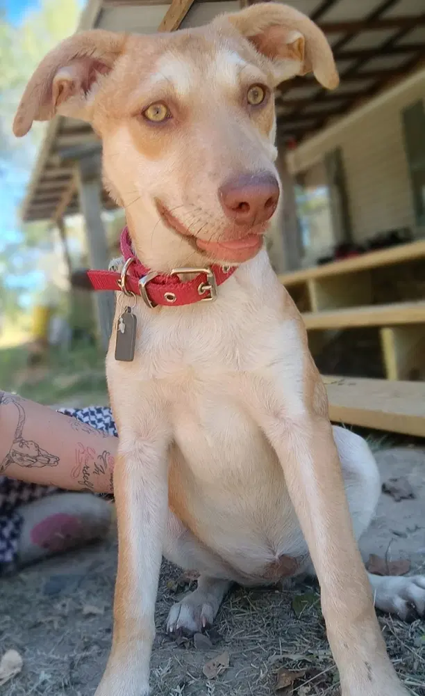 Tildy Star image 3