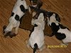 Coonhound Pups 7 (CL)