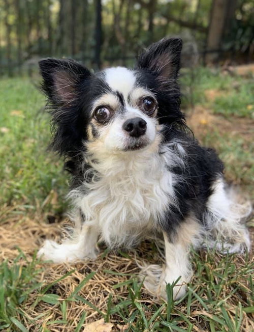 Lottie Dottie