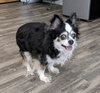 Lottie Dottie