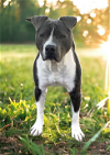 adoptable Dog in lexington, sc, SC named Waylon