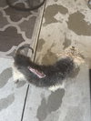 Pogo