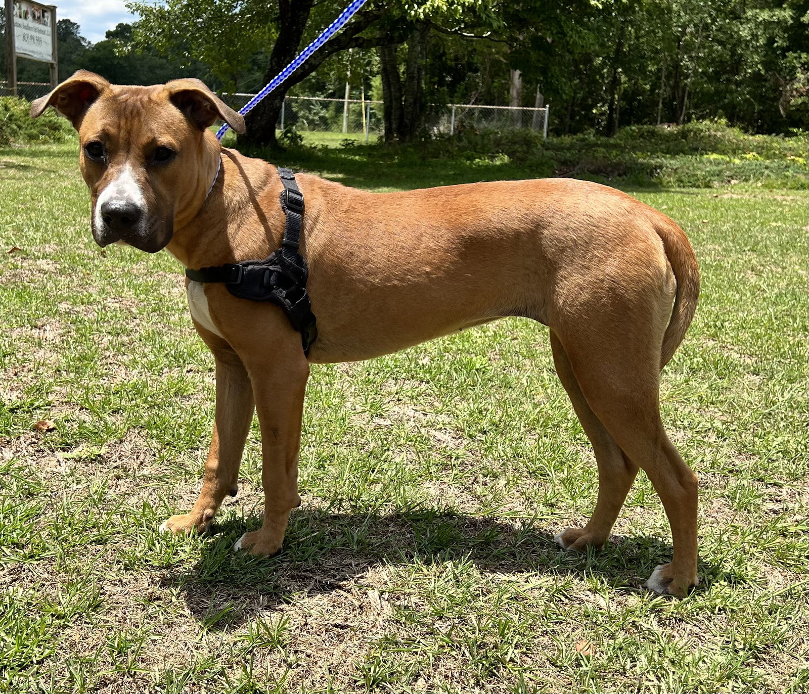 Dog for Adoption Cinnamon, a Boxer in South Gastonia, NC Alpha Paw