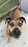 adoptable Dog in  named Kay