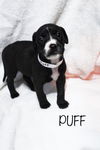 Puff
