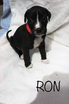 Ron