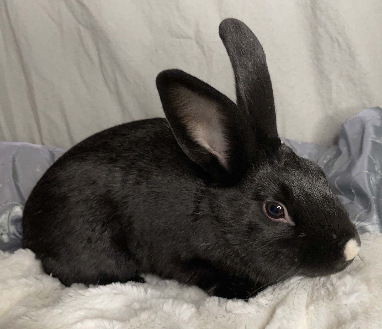 adoptable Rabbit in Lexington, SC named Swiss Roll